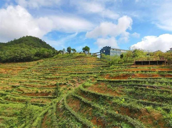 舌尖上的荣誉 长汀再添2个全国名特优新农产品，非食用农产品初加工成亮点