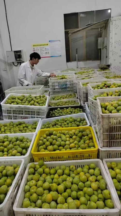 科技赋能feira非食用农产品初加工——院加工所专家赴万源开展技术指导